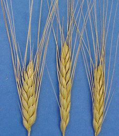 [emmer+wheat.jpg]