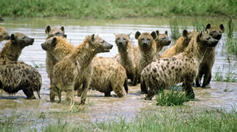 [spotted_hyena_group_in_water_KHolekamp_web.jpg]