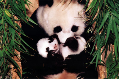 [2400-1291~Panda-Mother-and-Baby-Posters.jpg]