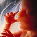 [Fetus+in+womb.jpg]