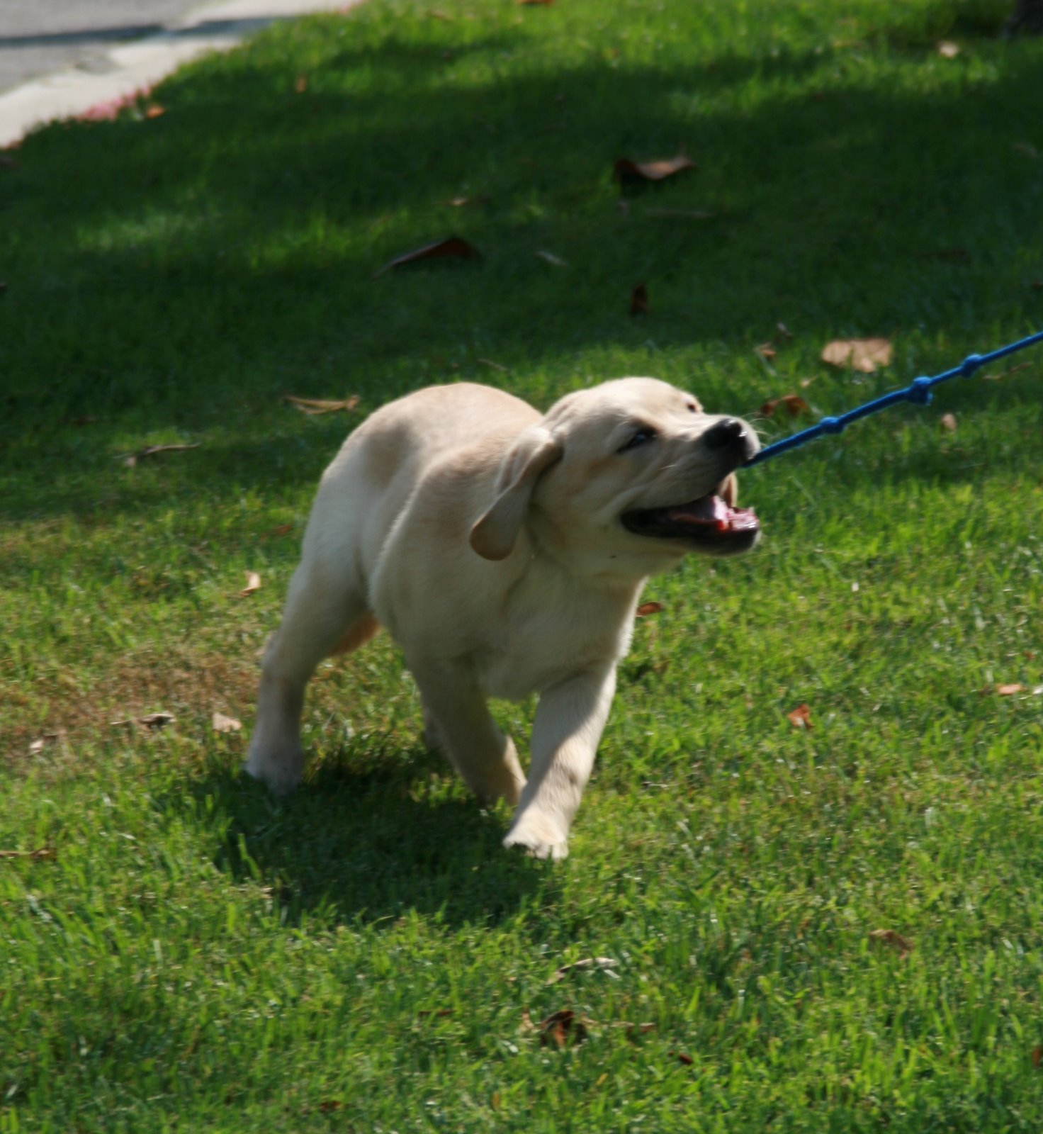 [Puppy+Coopers+first+walk+on+his+leash.JPG]