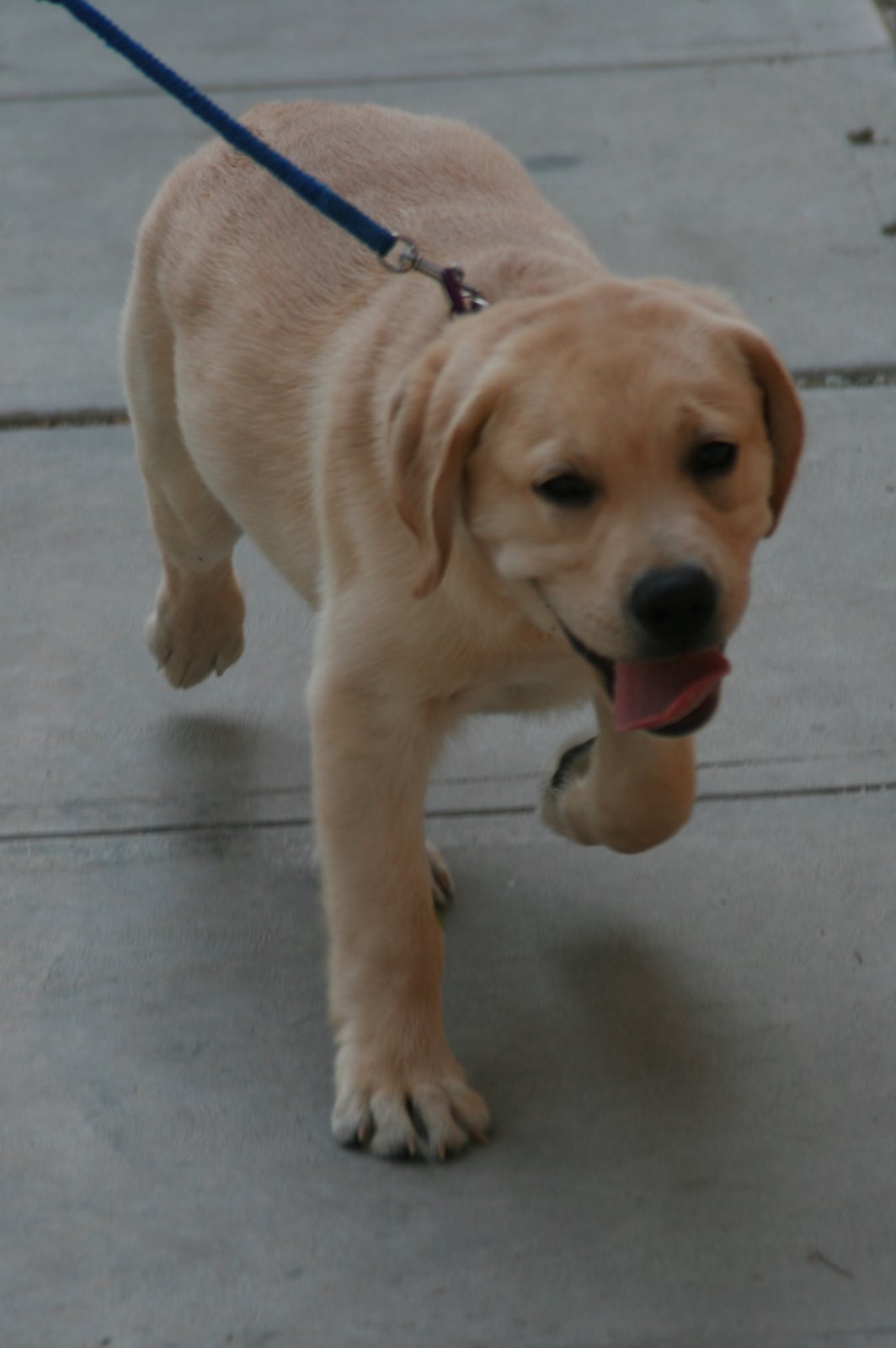 [Puppy+Coopers+first+walk+trotting+along.JPG]