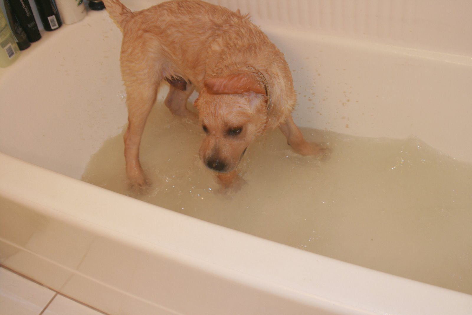 [coopers+second+bath+time+-+shake+it+off.JPG]