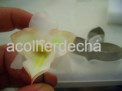 [orquidea.JPG]