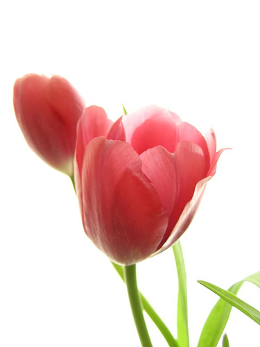 [tulip+lg.jpg]