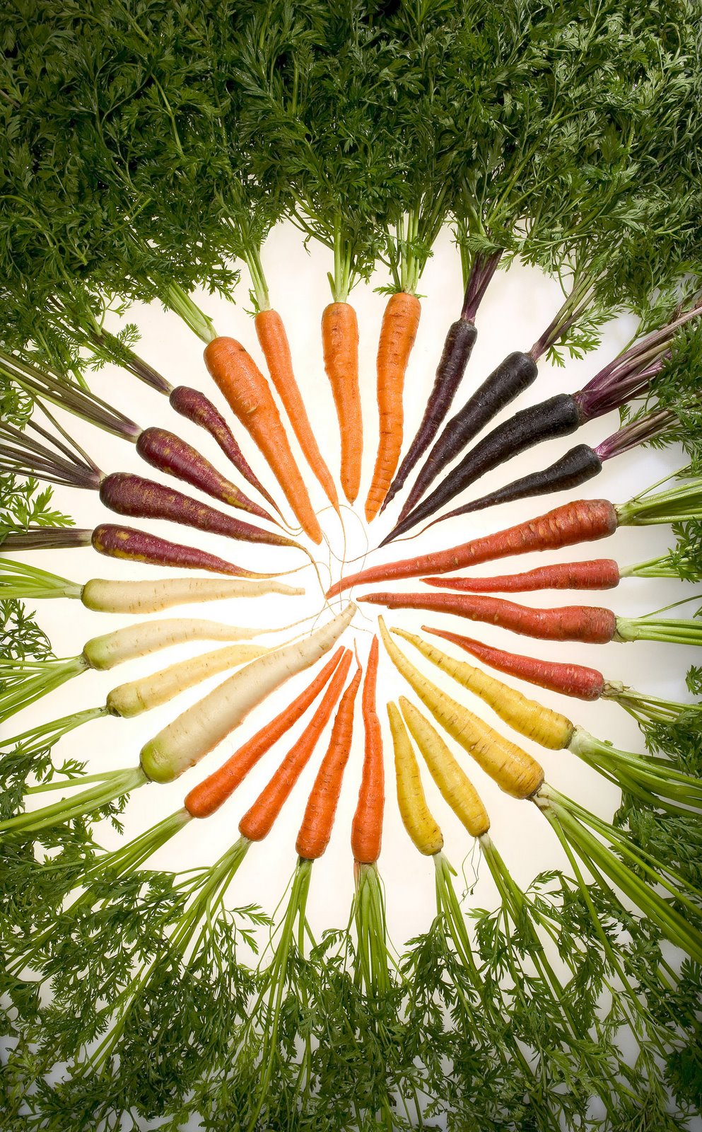 [Carrots_of_many_colors.jpg]