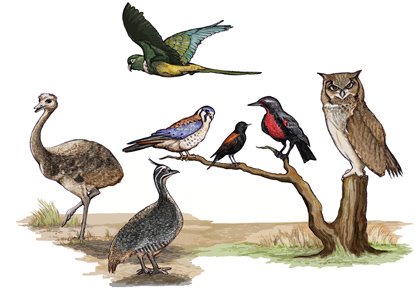 [patagonian+birds.jpg]