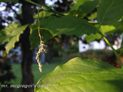 The Curious Incident of the Yellowwood in the Spring