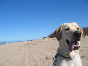 [dog+beach.jpg]