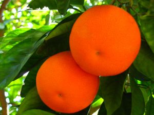 [oranges.jpg]