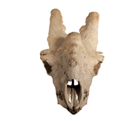 [real+giraffe+skull.gif]