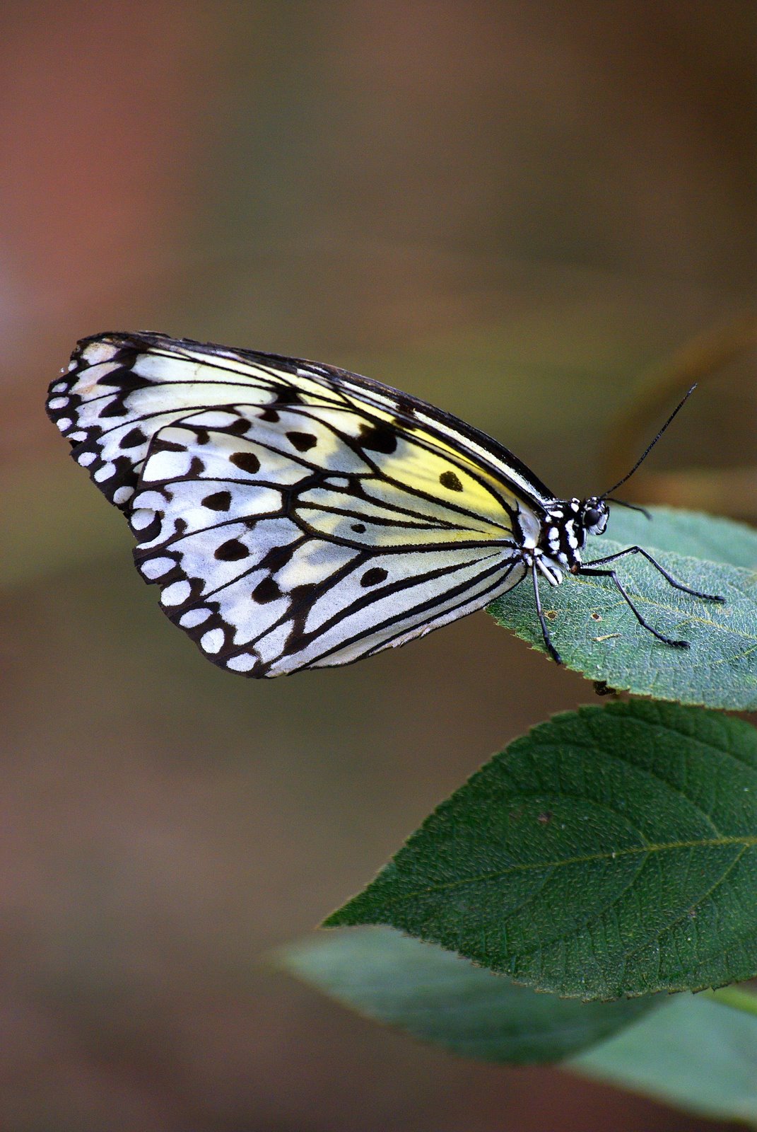 [light+colored+butterfly,+hi+quality,+large.jpg]