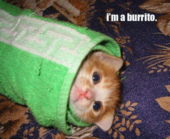 [burrito+cat.jpg]