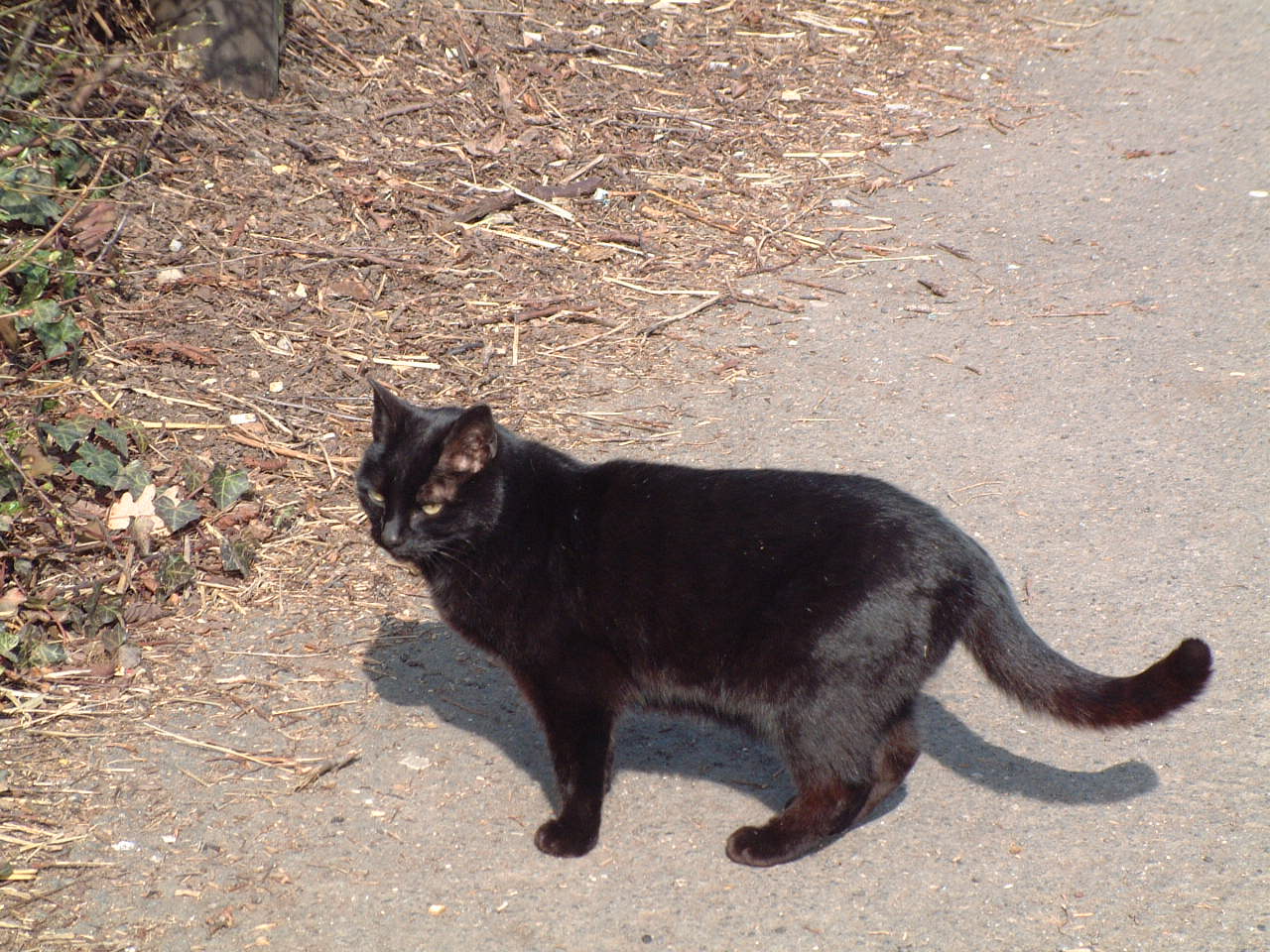 [black_cat.jpg]
