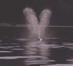 [coeur+baleine.jpg]