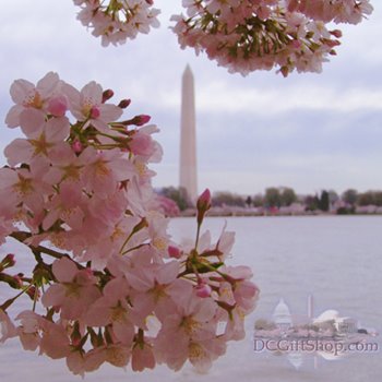 [Washington-Monument-Cherry-Blossoms.jpg]