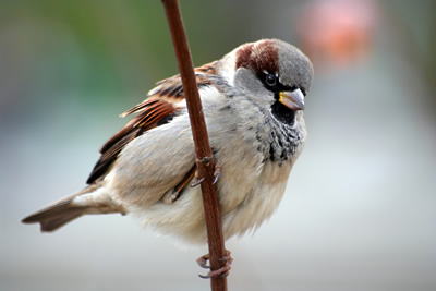 [house-sparrow-male.jpg]