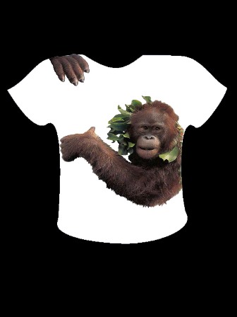 [orangutan+01.jpg]
