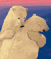 [Polar_bears_hug.gif]