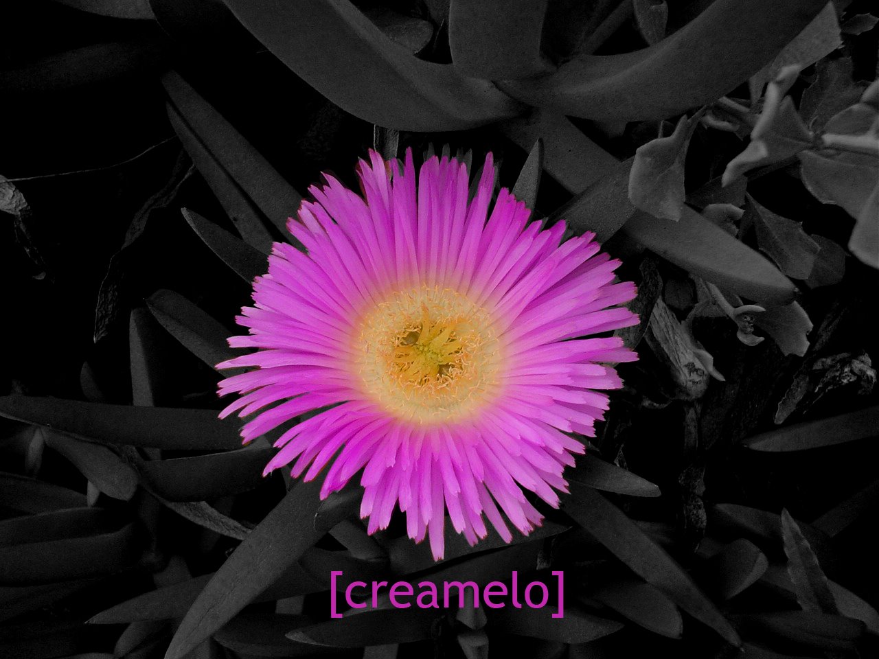 [creamelo+flor+copy.jpg]