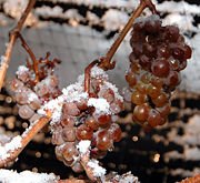 [180px-Ice_wine_grapes.jpg]