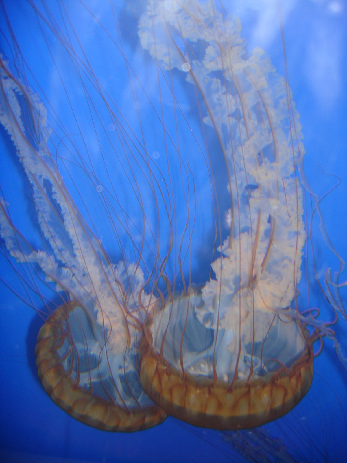 [jellyfish2.JPG]