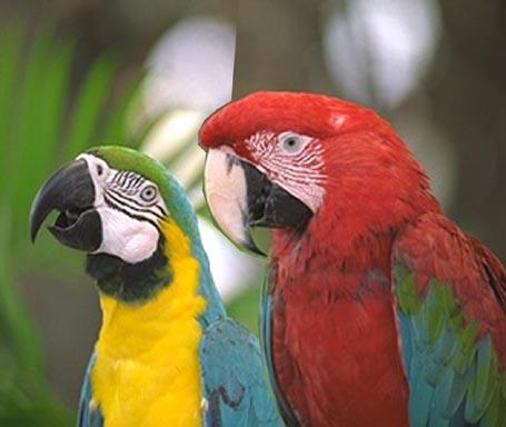 [parrots.jpg]