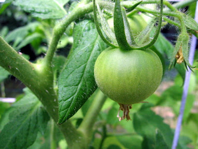 Tomato Fertilizer on Fertilizing Tomatoes