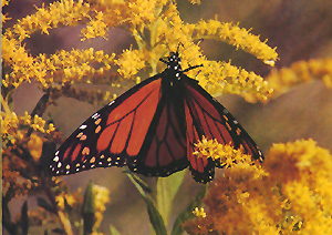 [monarch.jpg]