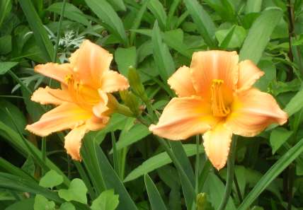 [May+31+Flowers+Daylily+2+R.jpg]