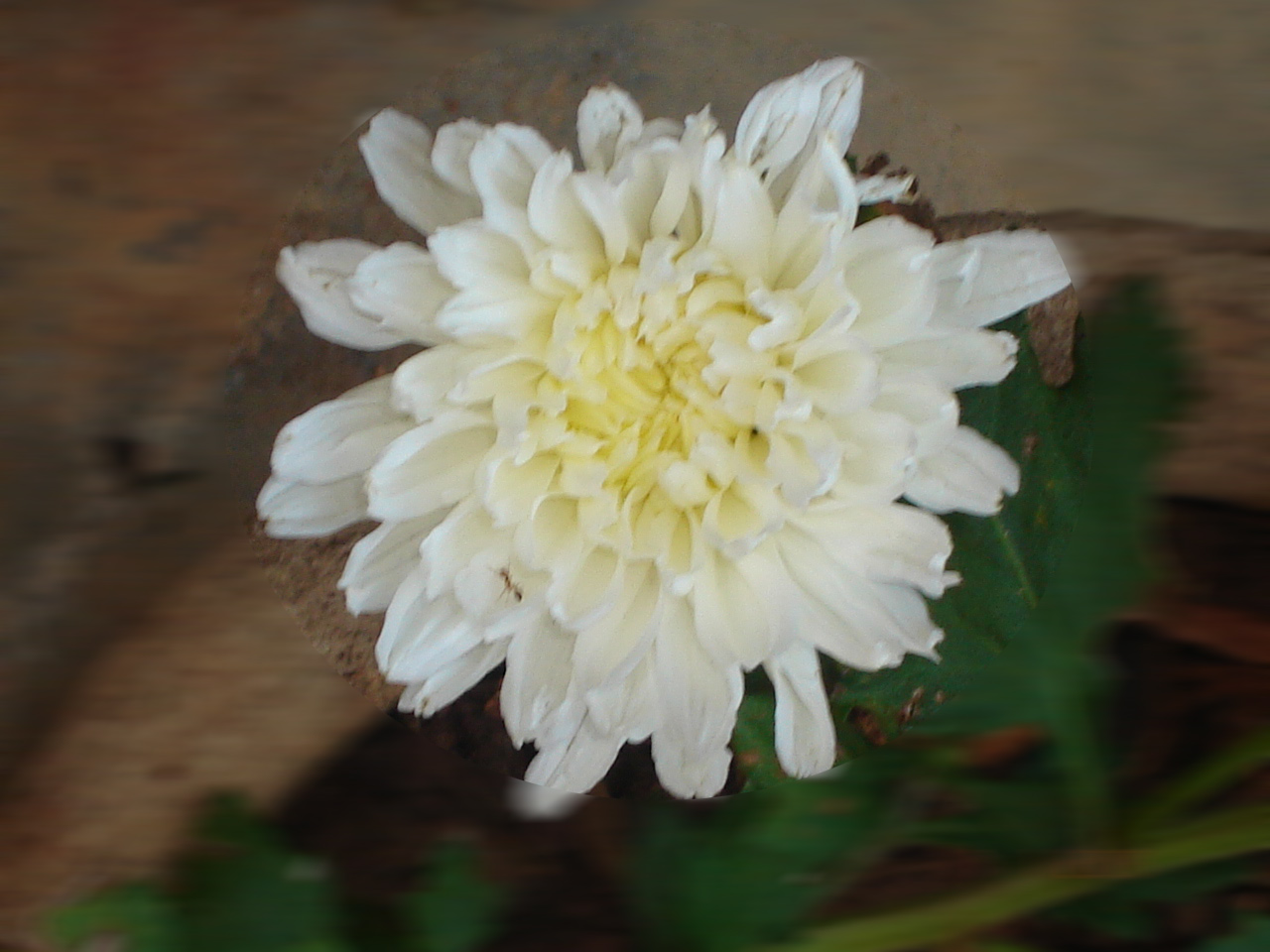 [flower-blur.jpg]