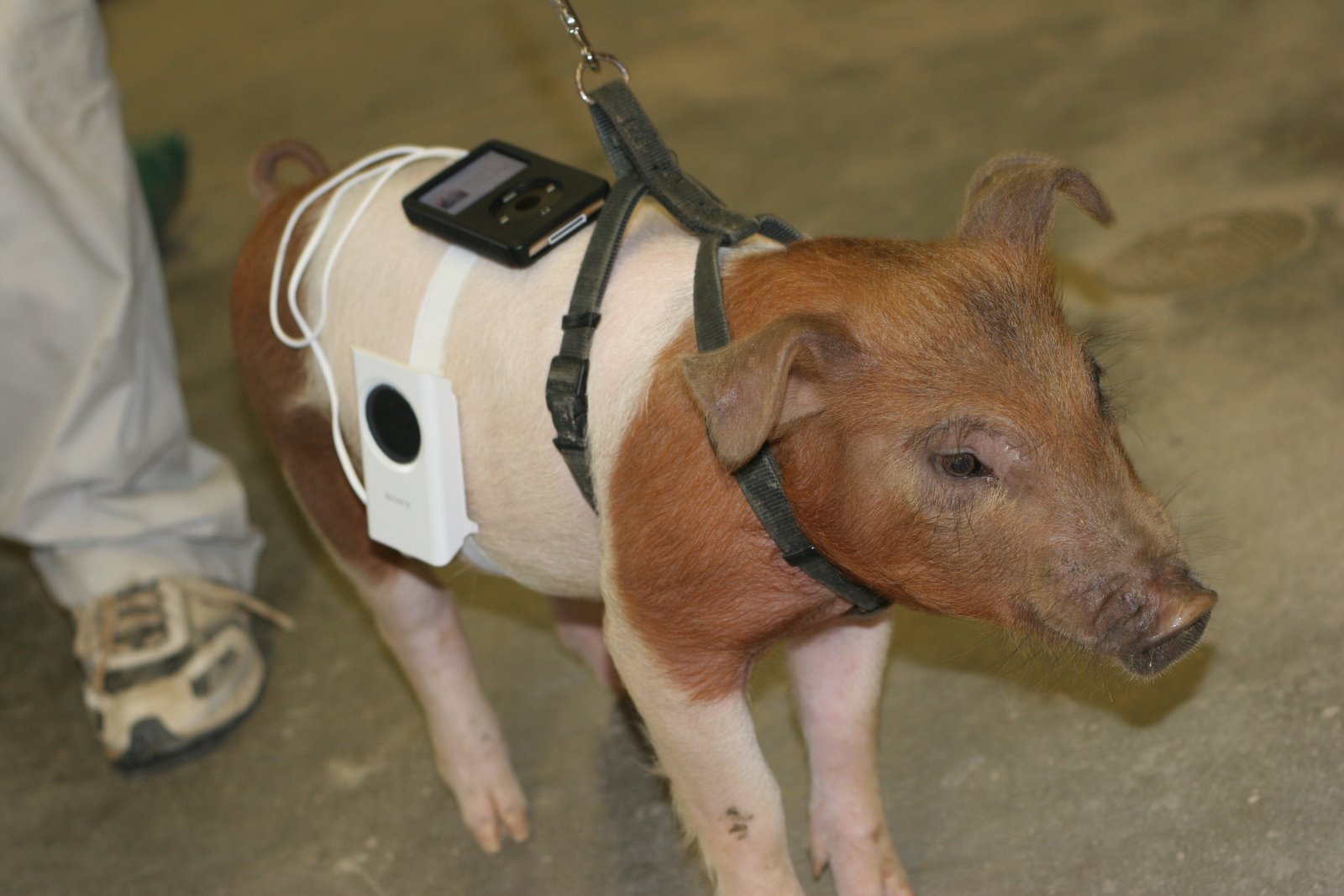 [Pig+with+ipod.jpg]