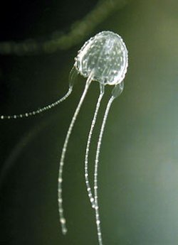 [irukandji-jellyfish-200802.jpg]