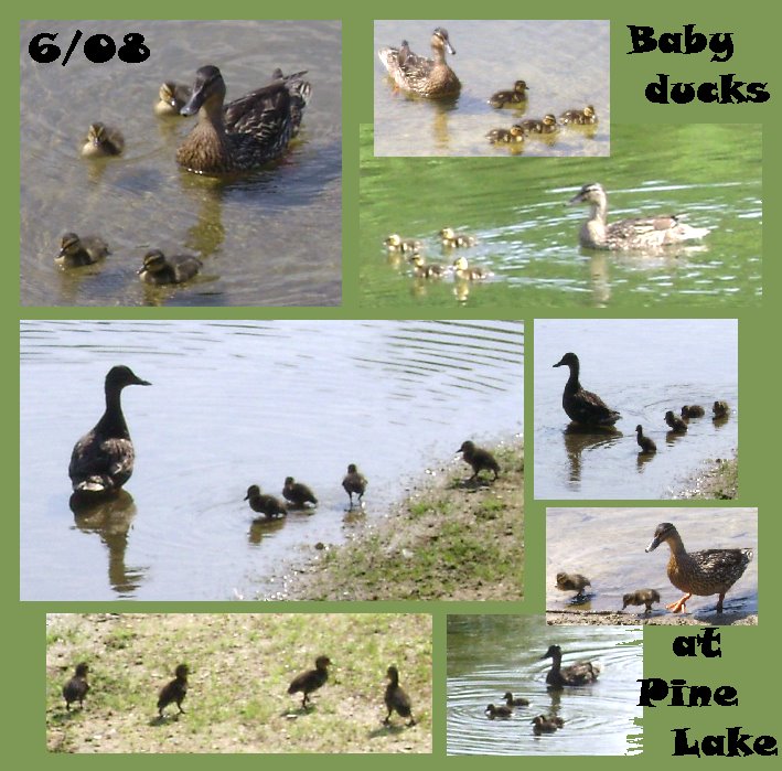 [baby+duck+collage.jpg]