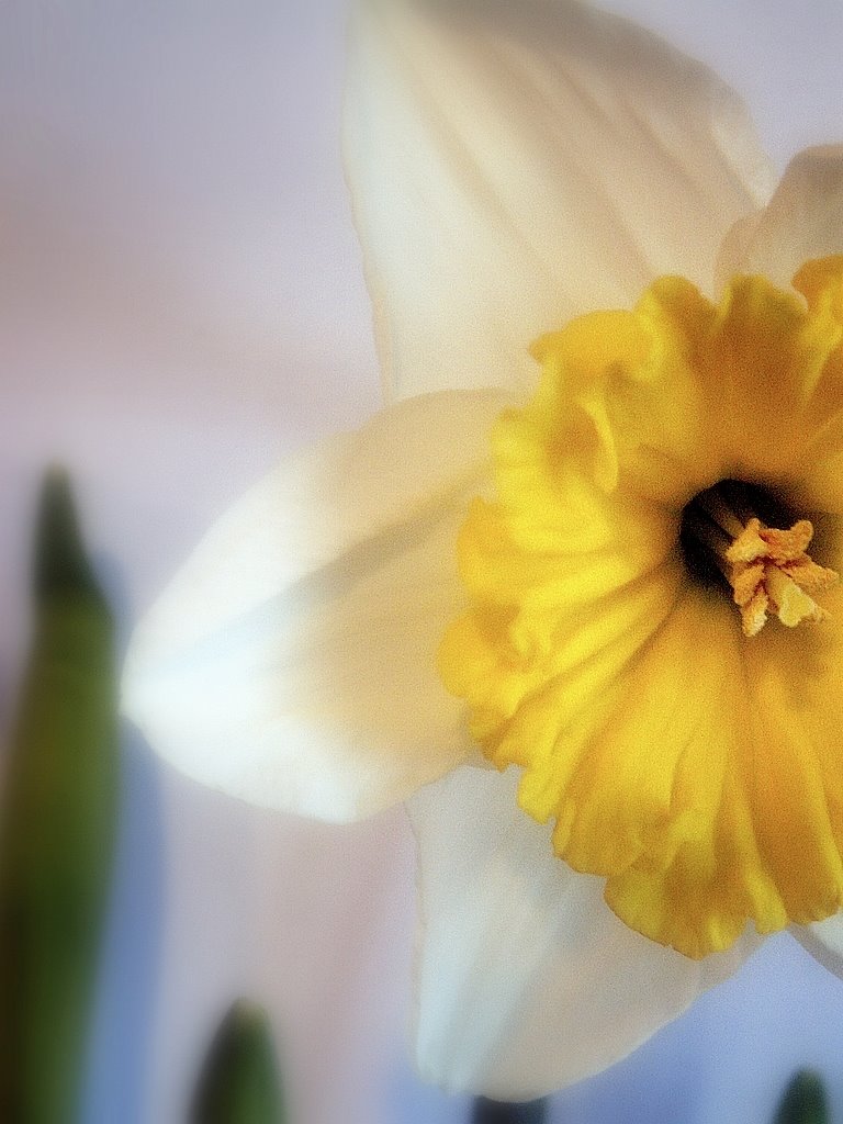[daffodil.......JPG]