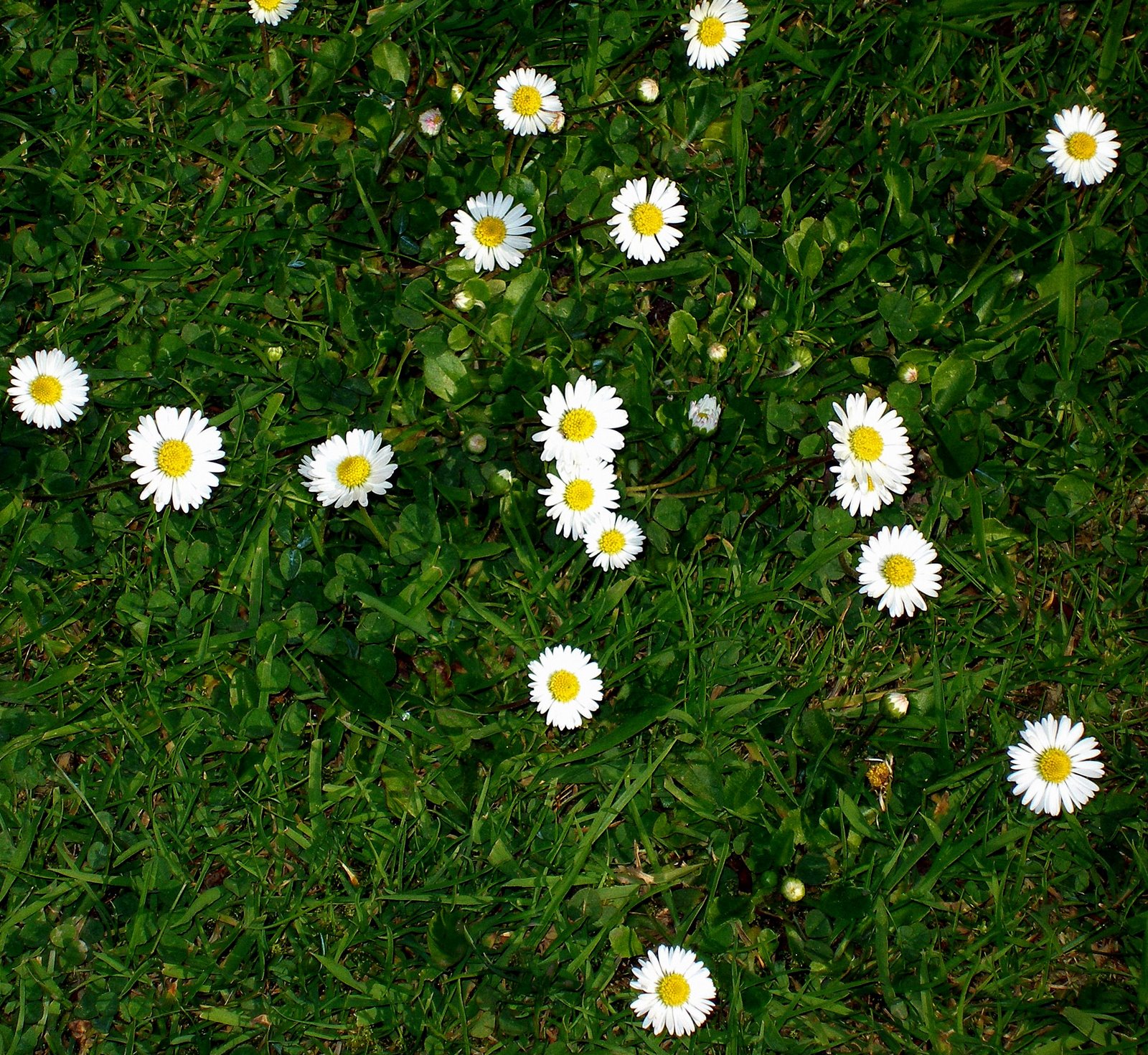 [lawn+daisies.jpg]