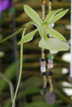 [Ghost+Orchid+Cropped.JPG]