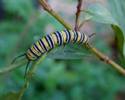 [180px-Monarch_Butterfly_Danaus_plexippus_Caterpillar_2000px.jpg]