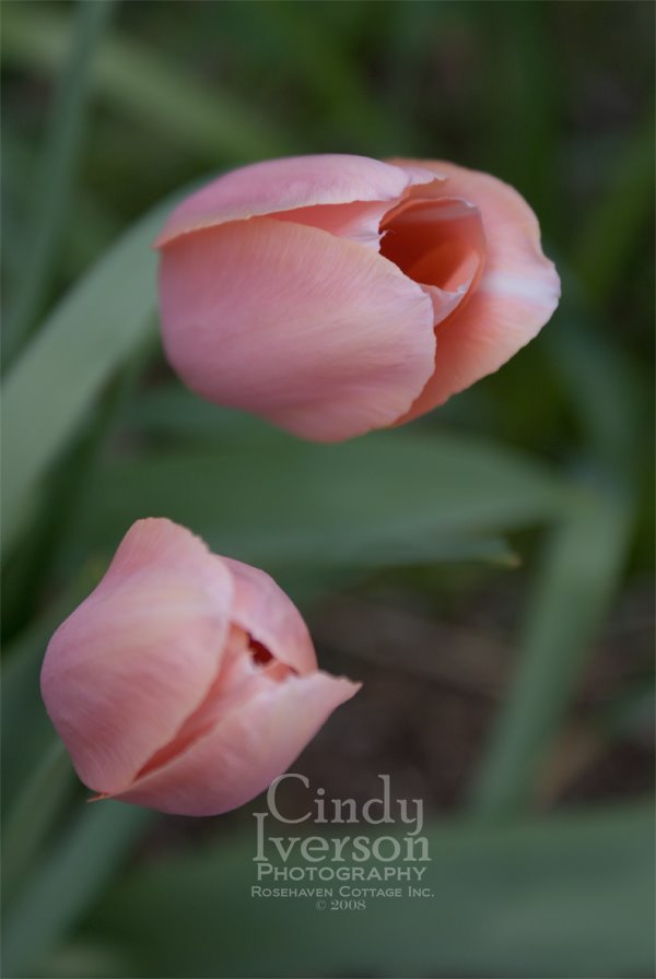 [Two+pink+tulips.jpg]