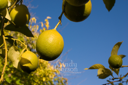 [Unripe+lemons.jpg]