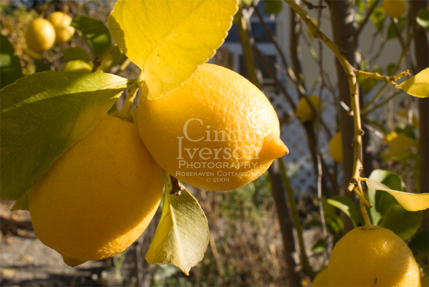 [Winter+lemons.jpg]