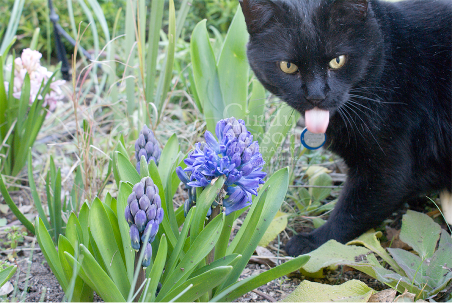 [Tom+Tom's+tongue+with+the+hyacinths.jpg]
