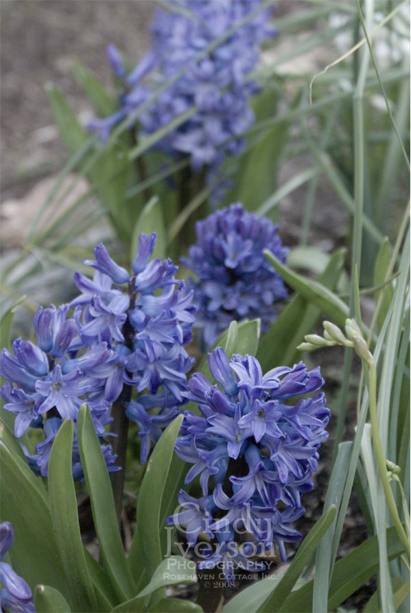 [Blue+hyacinths.jpg]