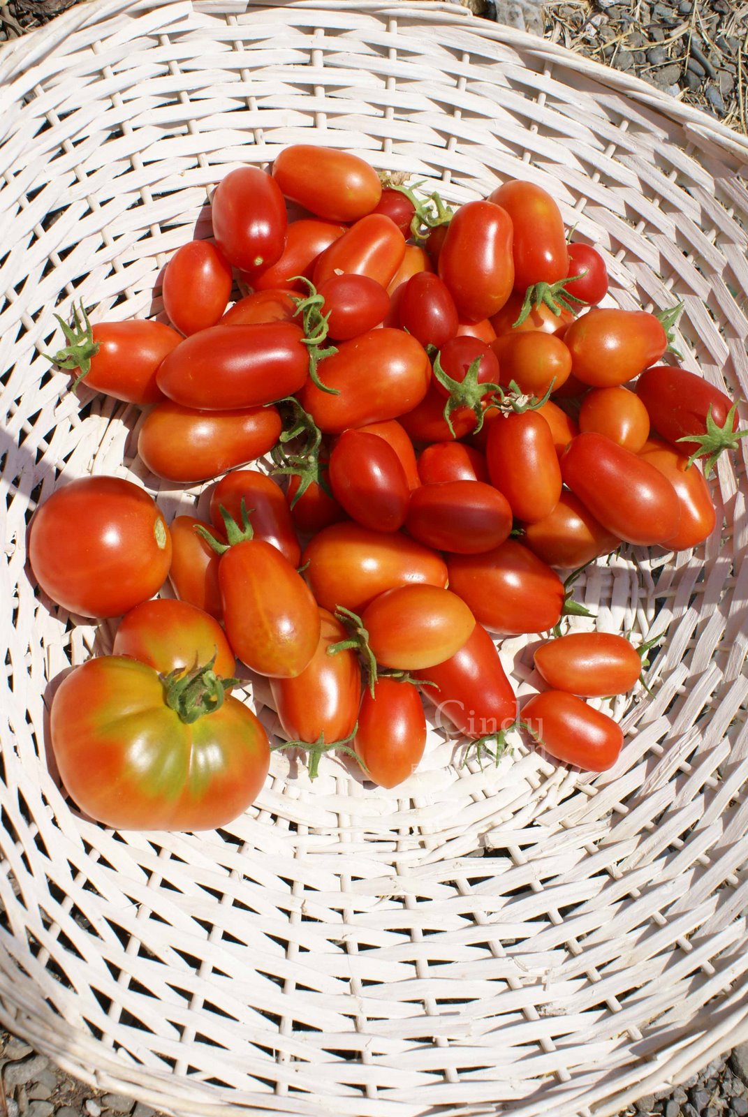 [Roma+Tomatoes+2.jpg]