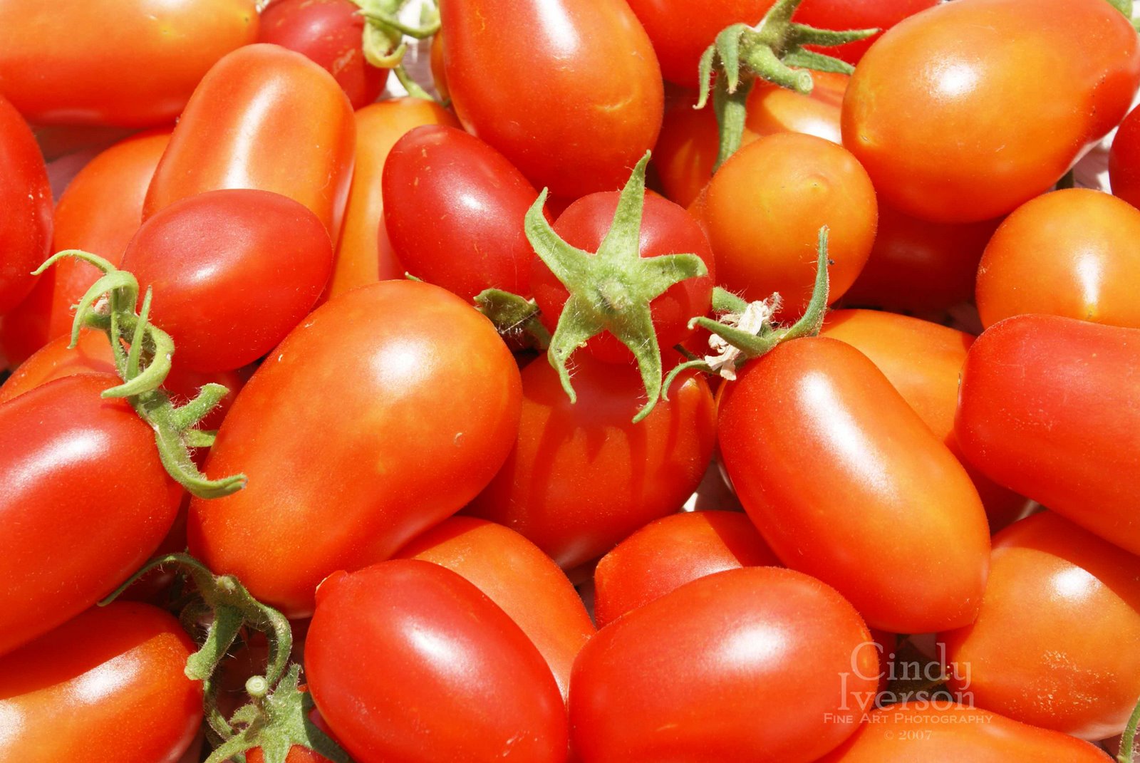 [Roma+Tomatoes+1.jpg]