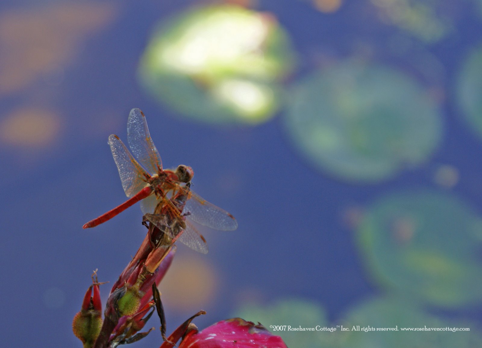 [Monet+Dragonfly.jpg]