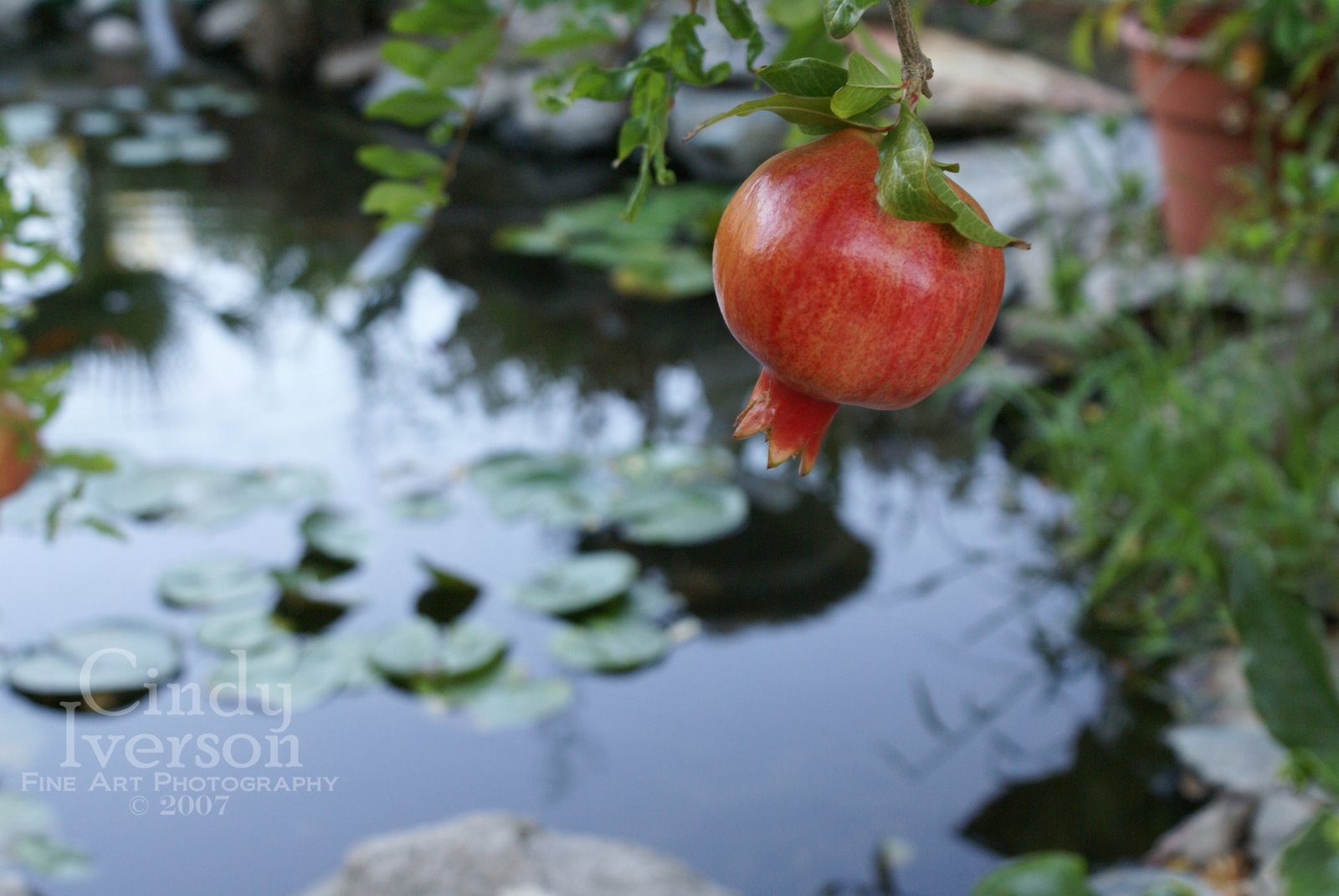 [Pomegranate+and+Pond.jpg]