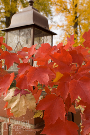 [Red+leaves+at+Bidwell+House.jpg]