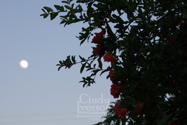 [Moon+over+pomegranate+blossoms.jpg]