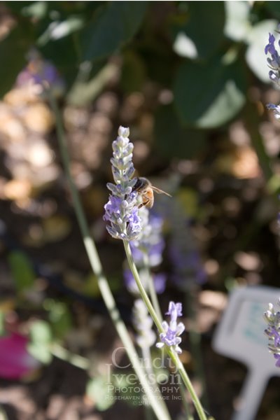 [Honeybee+on+lavender.jpg]